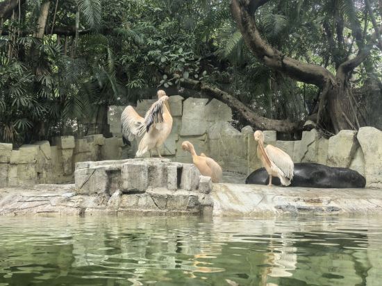 長隆酒店（廣州長隆野生動物世界店）優惠