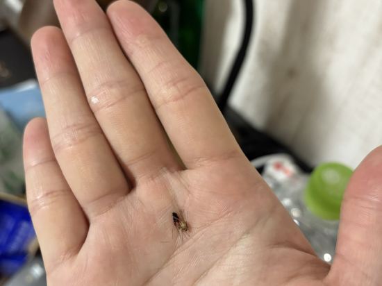 セレクトイン富士山御殿場 クーポン