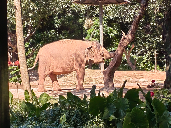 長隆香江酒店（廣州長隆野生動物世界店）優惠