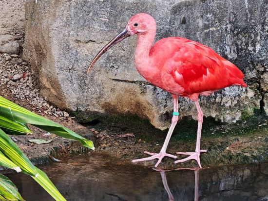 長隆酒店（廣州長隆野生動物世界店）優惠