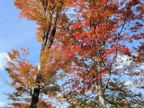 JR西日本グループ ヴィアイン京都駅八条口 クーポン