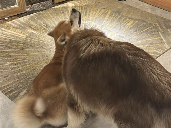 花築奢·麗江古城沁湖軒湖景花園客棧優惠