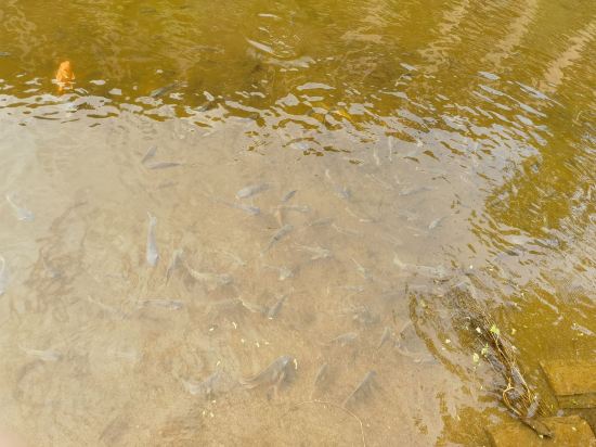 台山康橋温泉度假村優惠