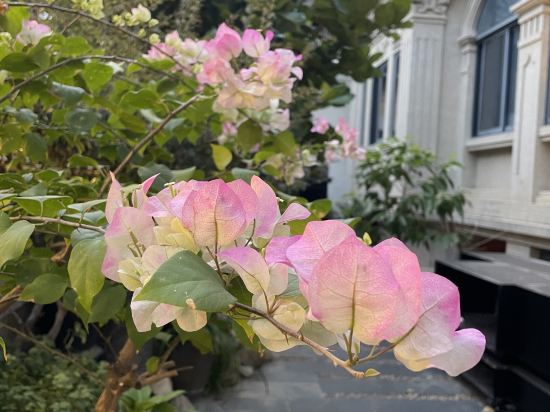 鼓浪嶼黑檀飯店優惠