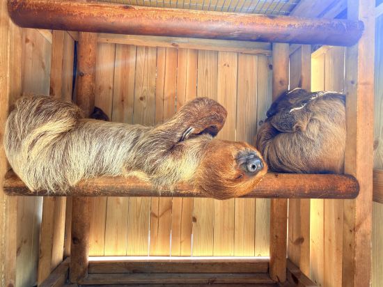 長隆酒店（廣州長隆野生動物世界店）優惠