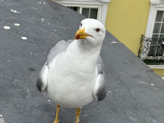 伊斯坦堡我的夢幻酒店優惠