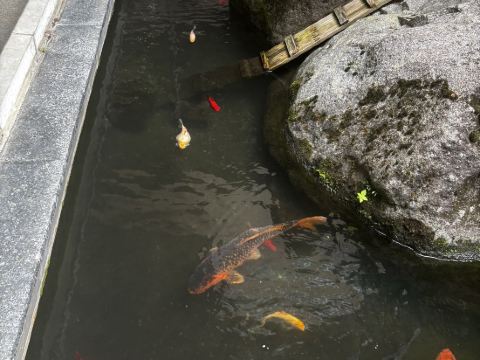 筑波山 江戸屋 クーポン