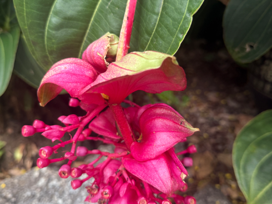 納魯滙瑞飯店（西雙版納告莊星光夜市店）優惠