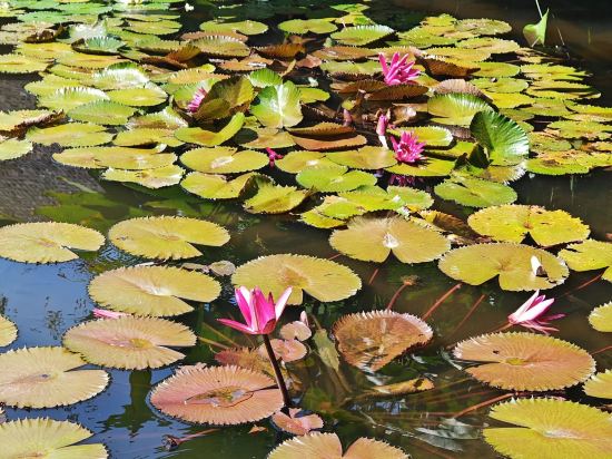 巴釐凱悦酒店優惠