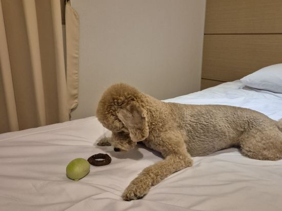 풍남관광호텔 쿠폰