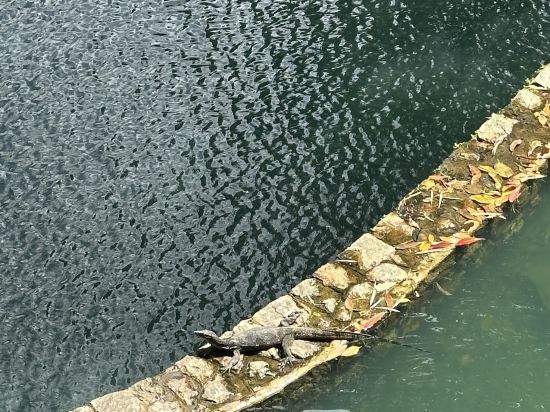 普吉阿卡迪亞奈松海灘鉑爾曼度假飯店優惠