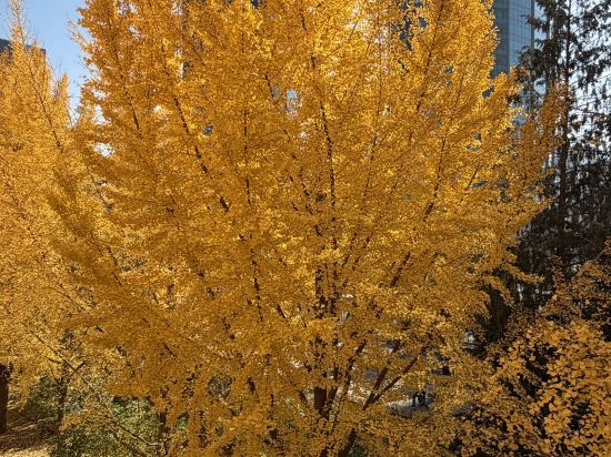 北京京廣中心飯店公寓優惠