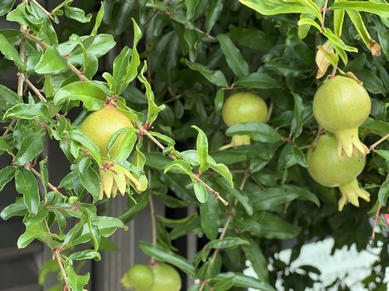 レンブラントキャビン新宿新大久保 クーポン