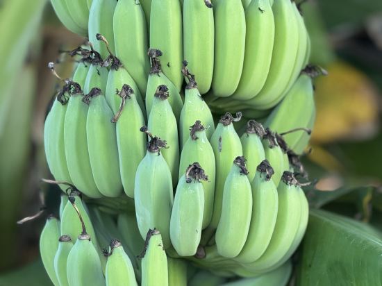 西雙版納稷澤萬達文華度假酒店優惠