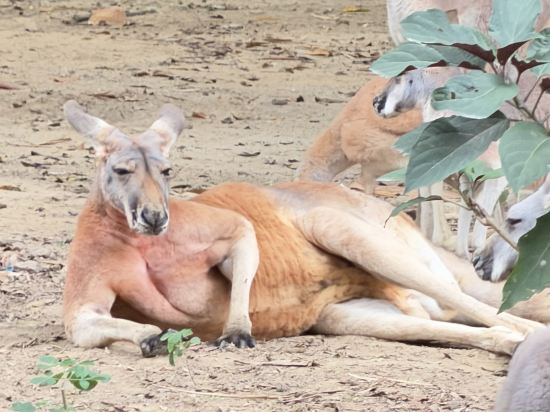 長隆酒店（廣州長隆野生動物世界店）優惠