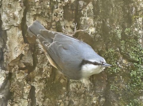休暇村 支笏湖 クーポン