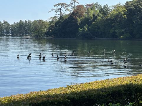 天橋立ホテル クーポン