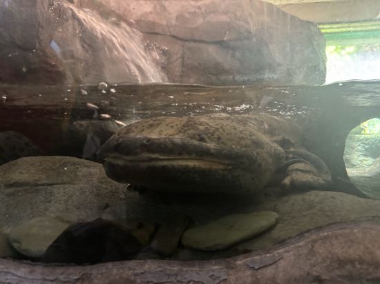 上海虹橋高鐵瑞衡美居酒店優惠