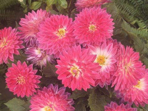 深圳6號花園酒店優惠