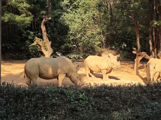 長隆酒店（廣州長隆野生動物世界店）優惠