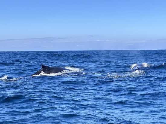 黃金海岸海島度假村優惠