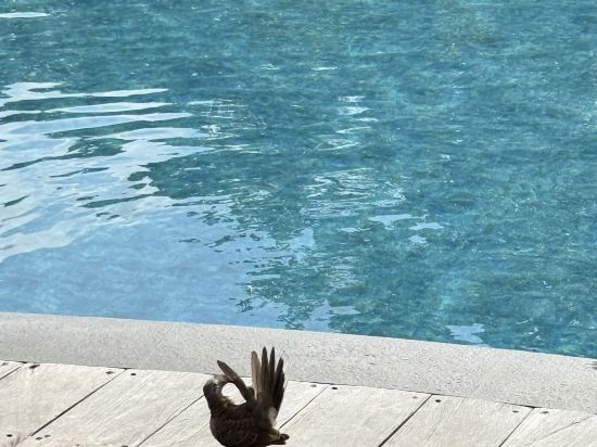 威斯汀烏布度假村及水療中心優惠