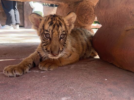 佛山順德長鹿度假村優惠