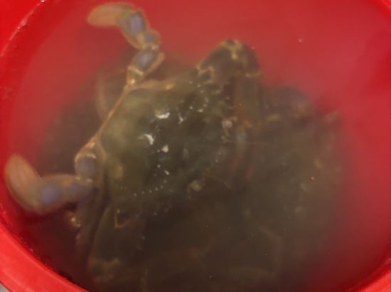 비체 팰리스 쿠폰