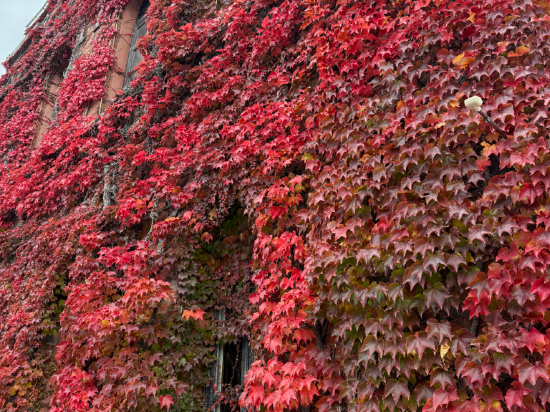 ラビスタ函館ベイ クーポン