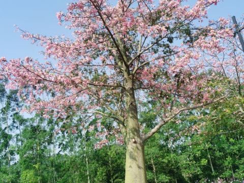 清遠熹樂谷温泉度假酒店優惠