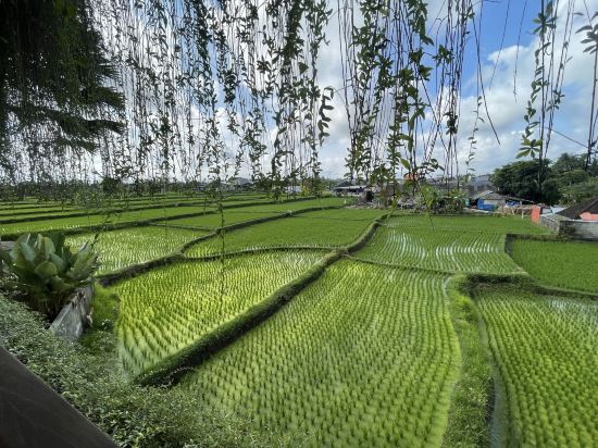烏布加西亞飯店優惠