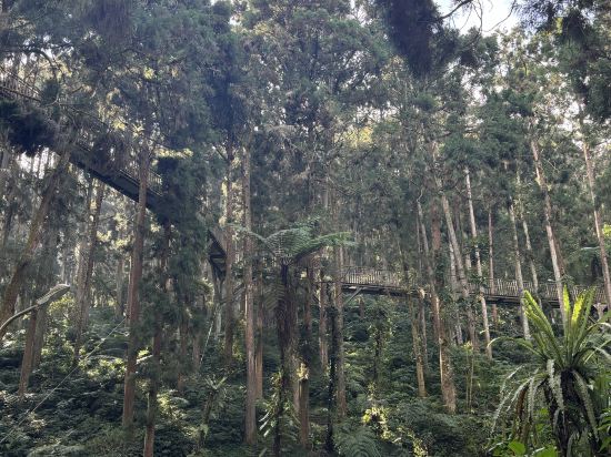 溪頭福華渡假飯店優惠