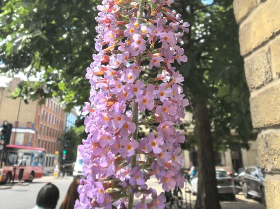希爾頓逸林倫敦天使國王十字酒店優惠