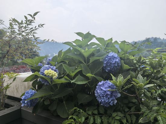 九華山小張家文藝民宿（九華山上店）優惠