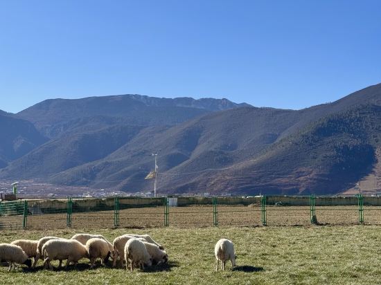 麗思漫丨心宿·穹廬四野供氧莊園（香格里拉店）優惠