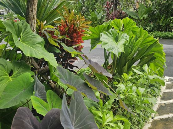 普吉島悅槤優惠