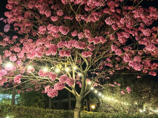 清遠新景泉温泉度假區優惠