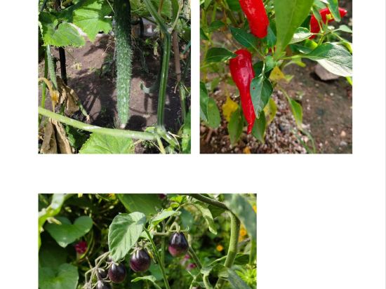 多倫吉嘉賓館優惠