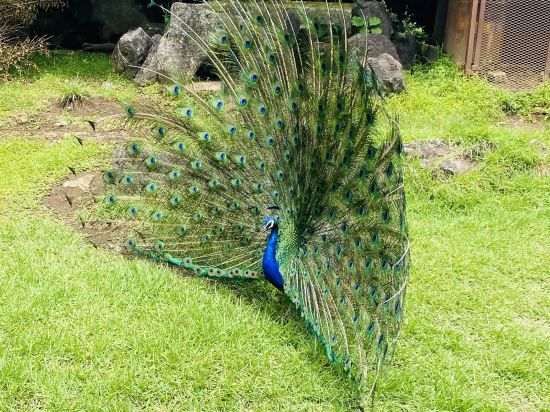 伊豆の家UNO クーポン