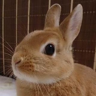 コートホテル新横浜 クーポン