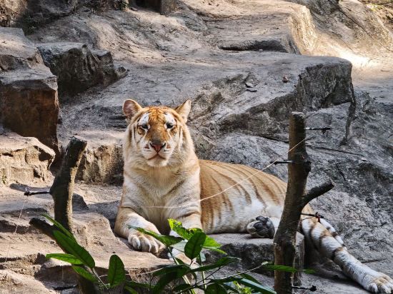 長隆酒店（廣州長隆野生動物世界店）優惠