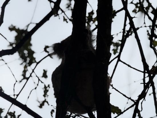 巴拉臘特中心汽車旅館優惠