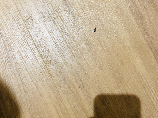 瓜拉丁加奴阿雷納精品酒店優惠