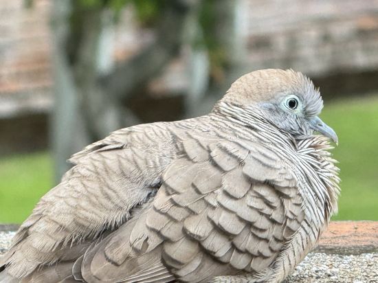 FuramaXclusive普拉圖南公園飯店優惠