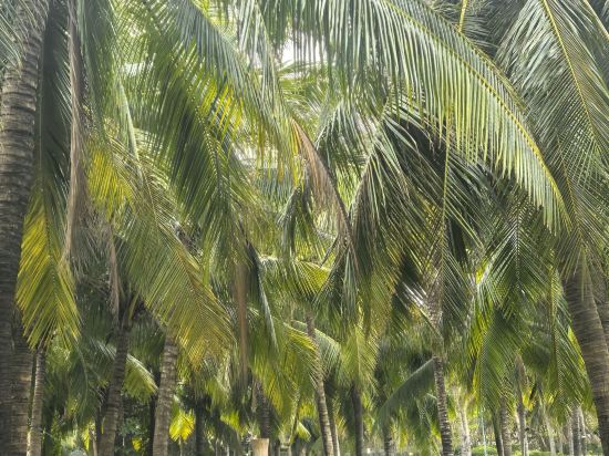 三亞海棠灣喜來登度假酒店優惠