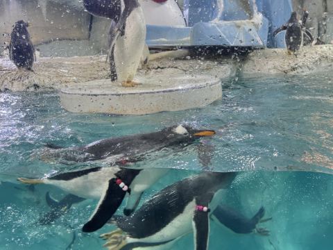 桔子水晶珠海拱北關口酒店優惠