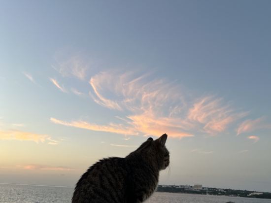 コスタベージャ コンドミニアムリゾート クーポン