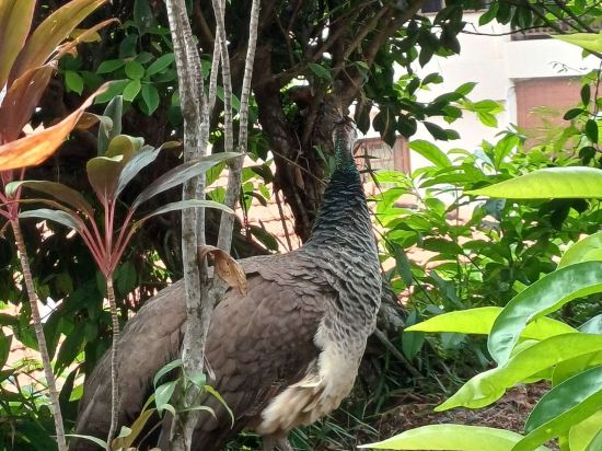 迪克森海中天港口優惠