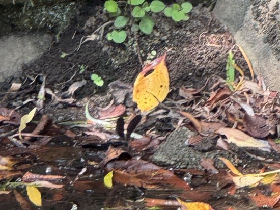 伊豆修善寺溫泉飯店-滝亭優惠