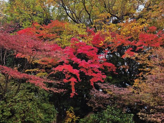 京都威斯汀飯店優惠